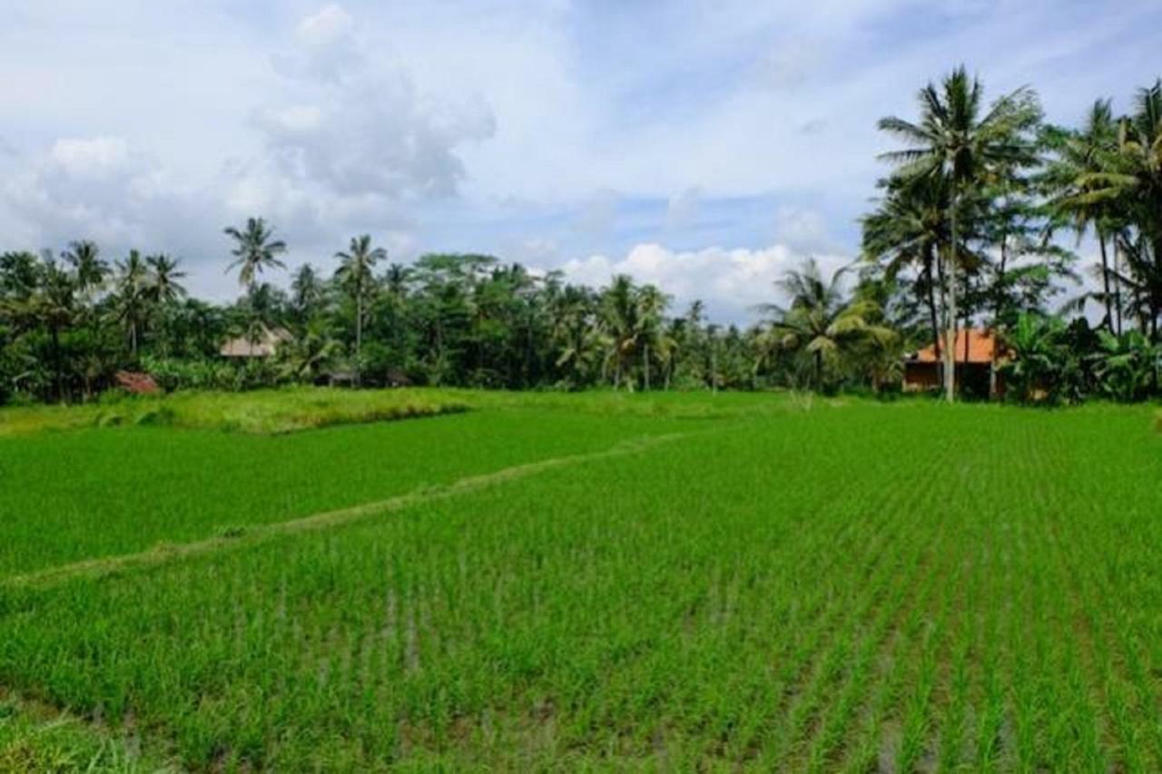 Hotel Kubu Jamu Ubud Exterior foto